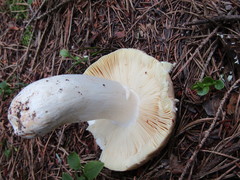 Russula romellii