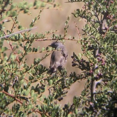 Serpophaga subcristata