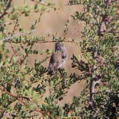 Serpophaga subcristata
