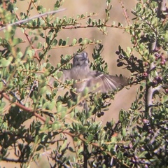 Serpophaga subcristata