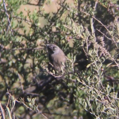 Serpophaga subcristata