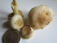 Russula nauseosa
