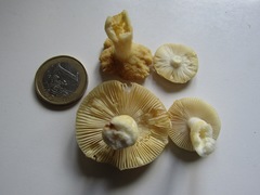 Russula nauseosa