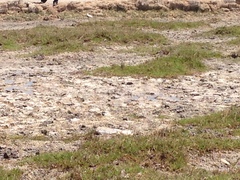 Charadrius thoracicus