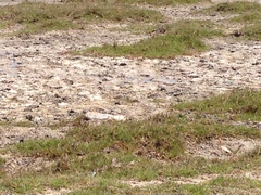 Charadrius thoracicus