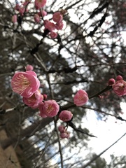Prunus triloba