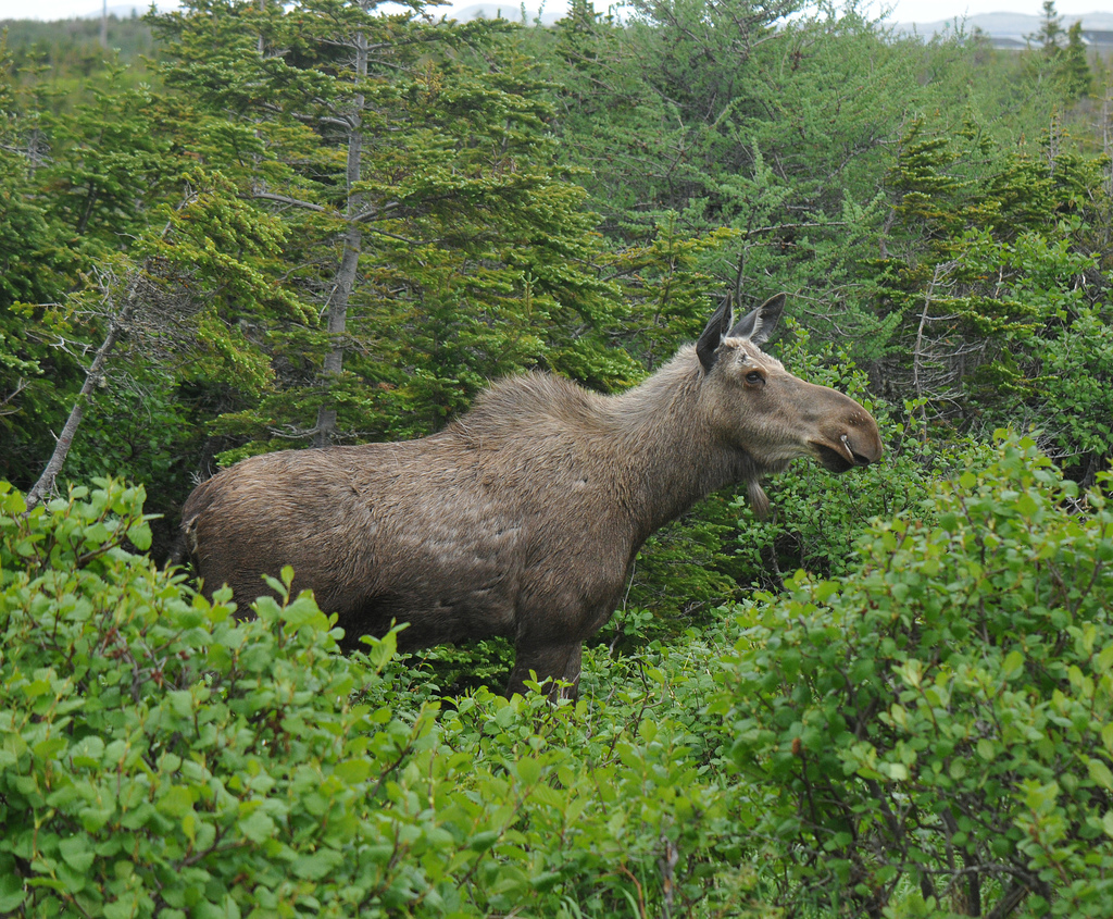 Eastern Moose (Alces alces americana) - Know Your Mammals