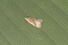 Micrathetis dasarada