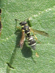 Stenodynerus anormis