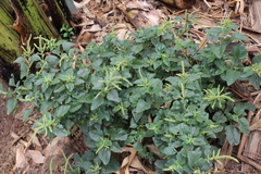Mirabilis jalapa