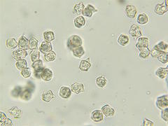 Entoloma sericellum