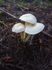 Entoloma sericellum