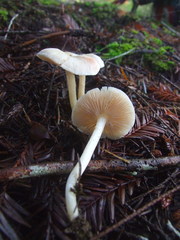 Entoloma sericellum