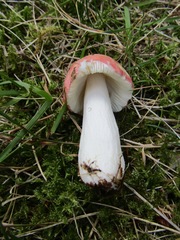 Russula betularum
