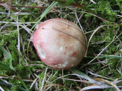 Russula betularum