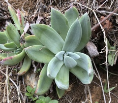 Dudleya farinosa