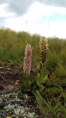 Disa sankeyi