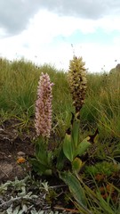 Disa sankeyi