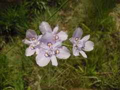 Moraea inclinata