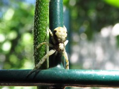 Philodromus marxi