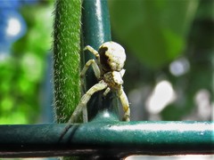 Philodromus marxi