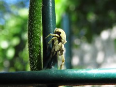 Philodromus marxi