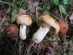 Russula illota