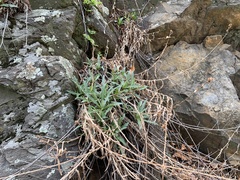 Stephanomeria cichoriacea