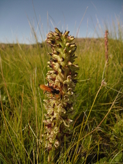 Disa sankeyi