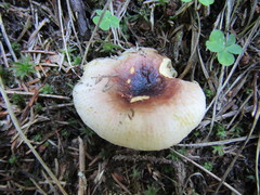 Russula puellaris