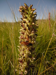 Disa sankeyi