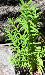 Chloanthes stoechadis