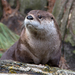 Northeastern River Otter - Photo (c) Valerie, some rights reserved (CC BY-NC-ND)