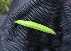 Argyrophenga janitae