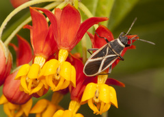 Ochrostomus pulchellus