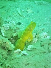 Cryptocentrus sericus