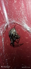 Latrodectus geometricus