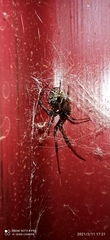 Latrodectus geometricus