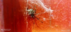 Latrodectus geometricus