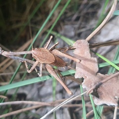 Thyreonotus corsicus
