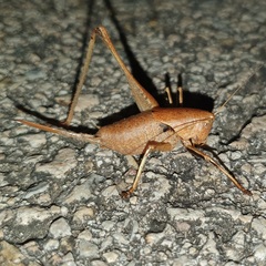 Thyreonotus corsicus