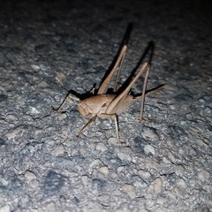 Thyreonotus corsicus