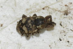 Pachytychius sparsutus