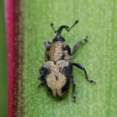Curculionidae