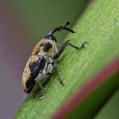 Curculionidae