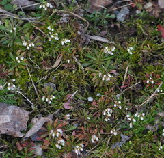 Draba praecox