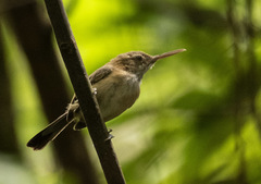 Ramphocaenus melanurus