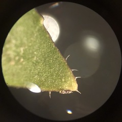 Draba praecox