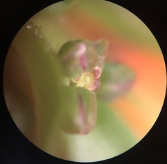 Draba praecox