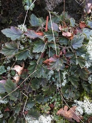 Heuchera micrantha diversifolia